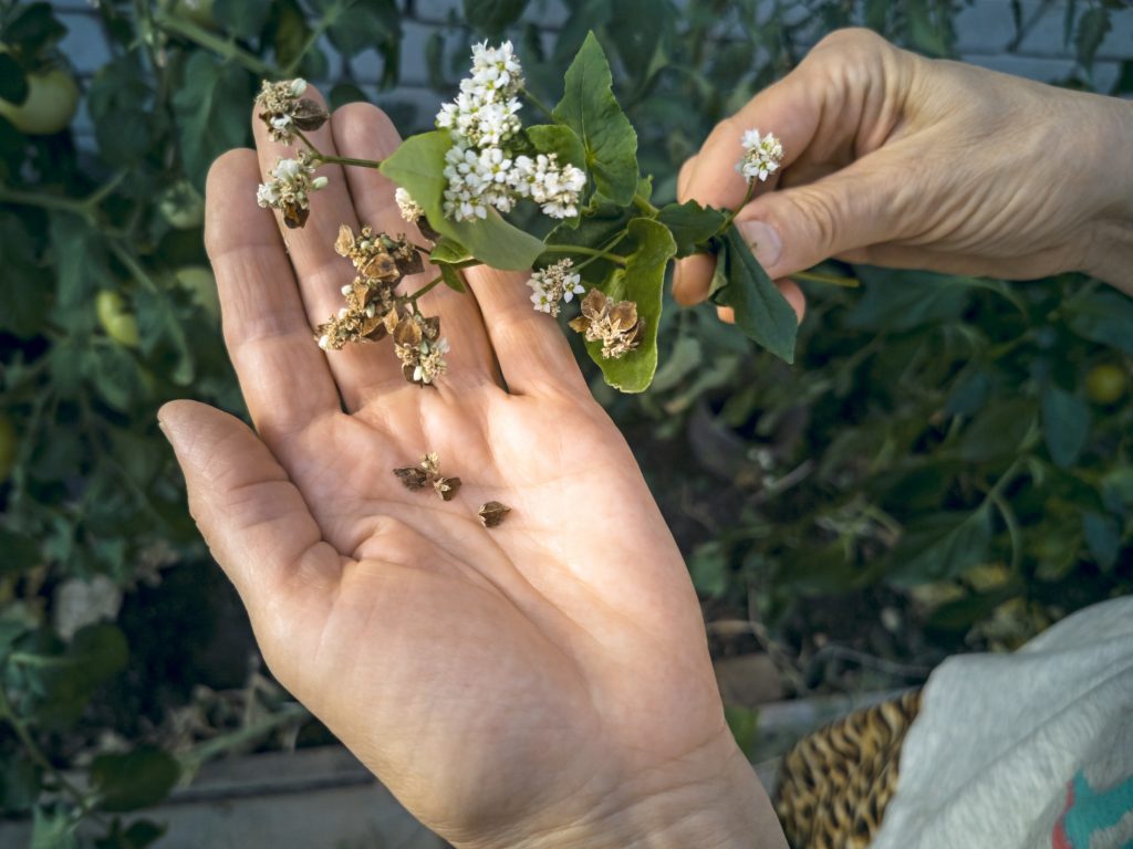 cover-crops